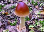 Tawny grisette mushroom